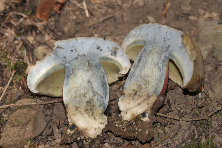 Boletus luridus ?